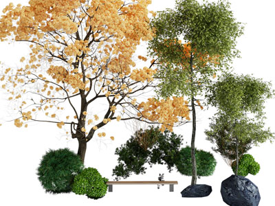 现代开满黄色树叶的景观树木、灌木植物