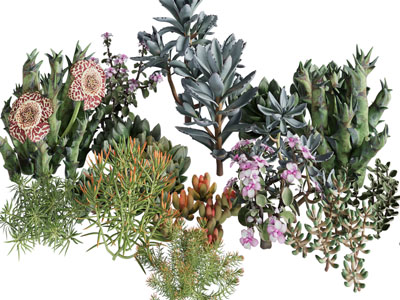 现代花卉花草绿植