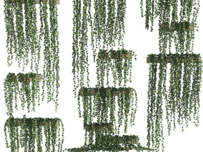 现代盆栽藤蔓植物