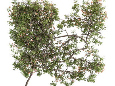 现代开满花的树木