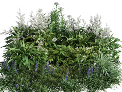 现代花草植物丛
