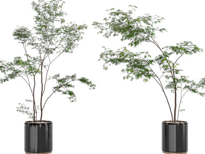 现代黑色花盆盆栽植物