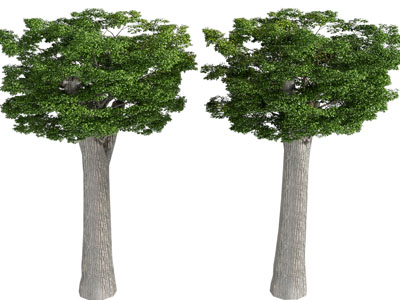 现代耸立的大树