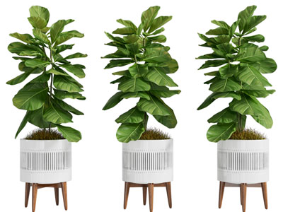 现代花架花盆盆栽植物