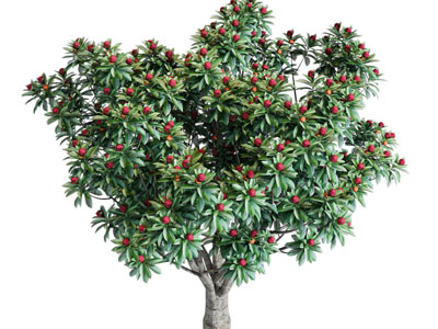 现代结满红色果实的树木