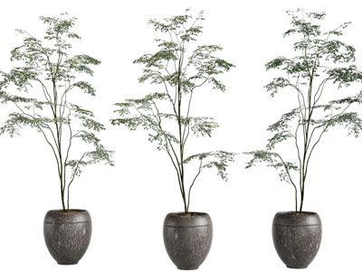 现代花盆树苗盆栽植物