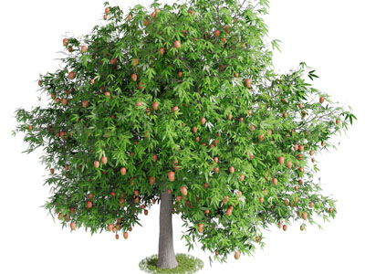 现代结满果实的景观树木