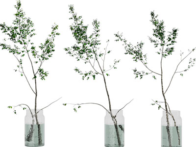 现代玻璃花瓶树枝