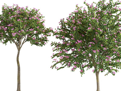 现代开满紫色花朵的树木