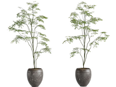 现代花盆盆栽小树植物