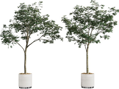 现代条纹花盆盆栽树木