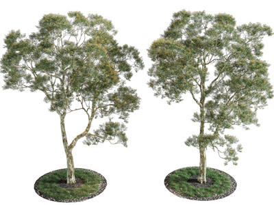 现代道旁景观树木