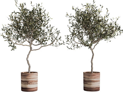 现代花盆盆栽植物