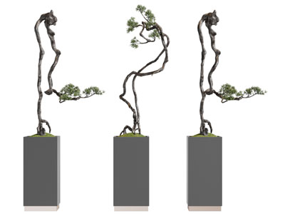 中式松树盆景盆栽