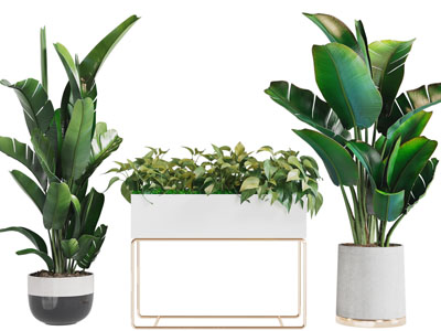 现代轻奢花盆盆栽植物