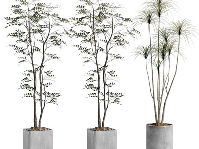 现代水泥花盆盆栽植物