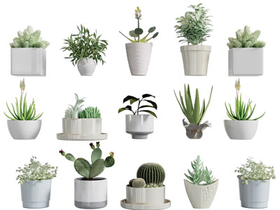 现代白色陶瓷花盆盆栽植物