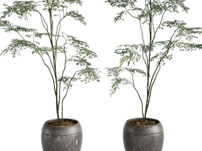 现代花盆树木盆栽植物