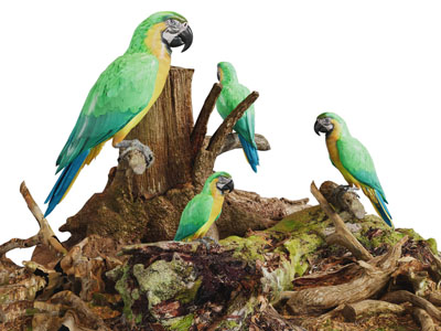 站在树枝上的鹦鹉3d模型 站在树枝上的鹦鹉