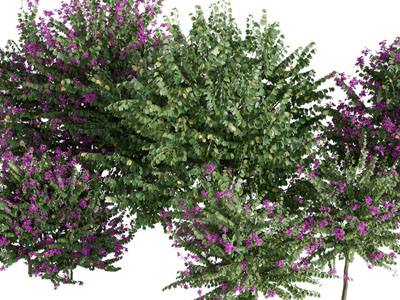 现代开满紫色花朵的灌木植物