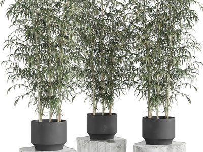 新中式花盆盆栽竹子