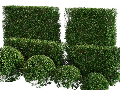 现代景观灌木植物