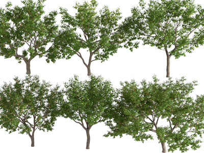 现代多棵景观树木