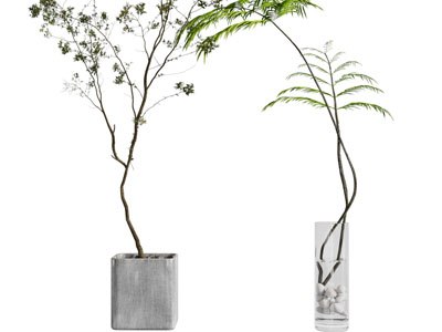 现代花盆树枝盆栽植物