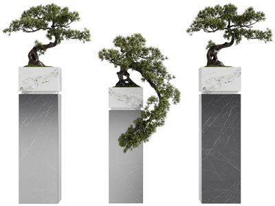 新中式松树盆景盆栽