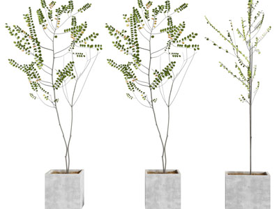 现代方形水泥花盆盆栽植物