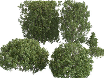 现代多棵景观灌木