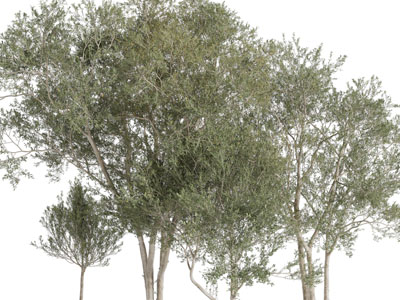 现代道旁景观树木