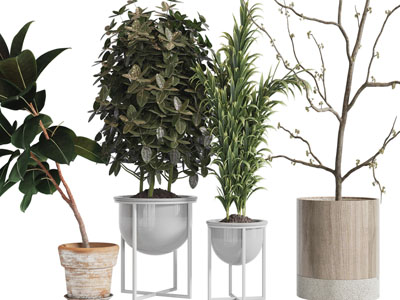 现代盆栽树木植物