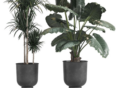 现代黑色花盆盆栽植物