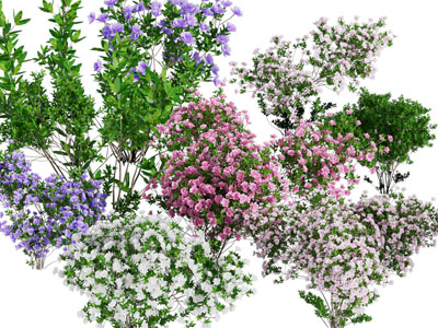 现代花草丛灌木