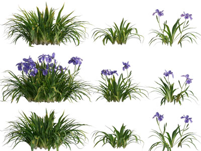 现代紫色花朵的花草植物