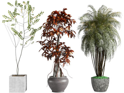 现代方形、圆形花盆盆栽植物