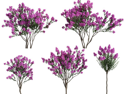 现代开满紫色花朵的树木