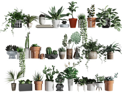 现代陶瓷花盆盆栽植物