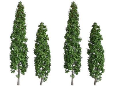 现代高耸的大树