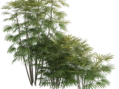 几棵高低不同的竹子