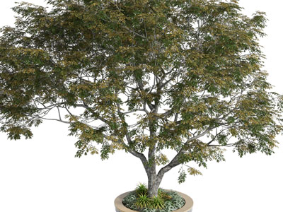 种在花坛里的景观树木