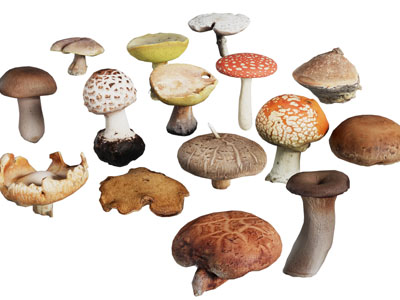 现代香菇、花菇蘑菇