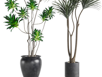 现代陶瓷花盆盆栽植物