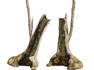 一段枯死的树桩