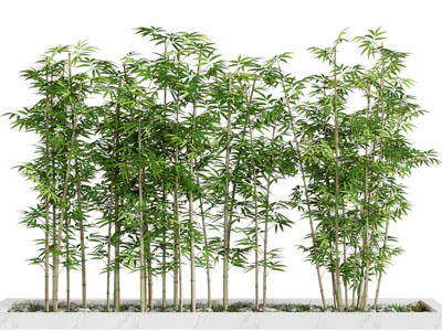 新中式花坛竹子