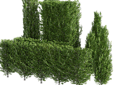 现代景观灌木丛