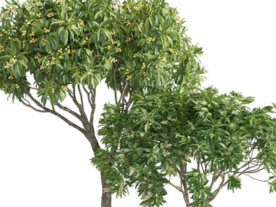 现代结满果实的树木