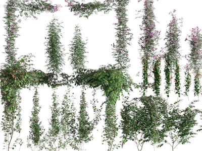 现代开着花朵的藤蔓植物