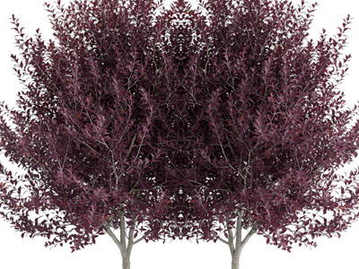 现代长着紫色树叶的树木